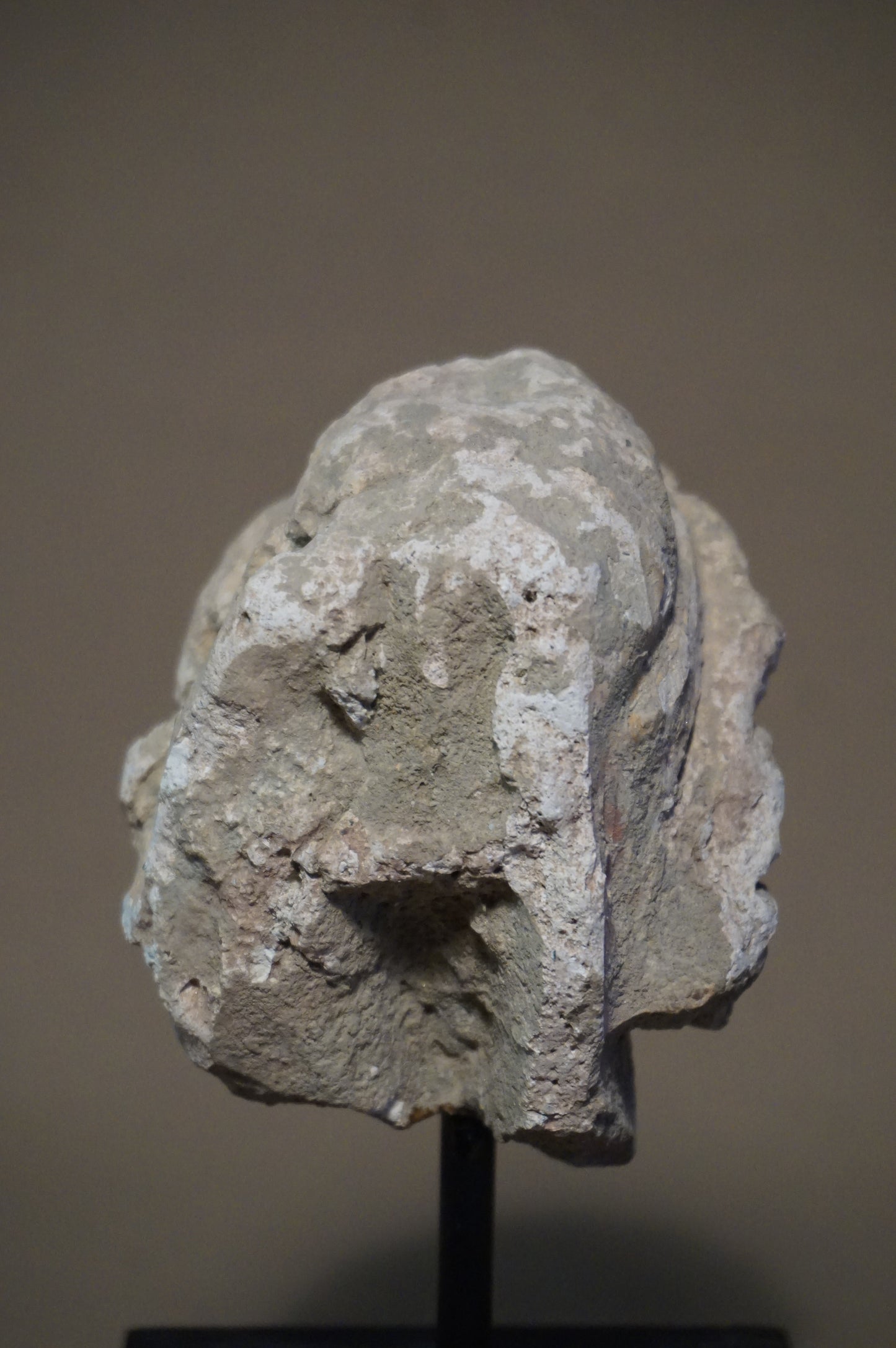 Stucco Head of a Scholar - Kushan period 300 AD Hadda-Afghanistan